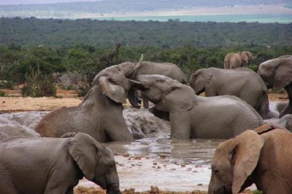 addo elephant park wildlife in port elizabeth